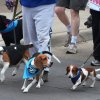 dog walk 2013-5091